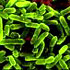 PROBIOTICS IN GASTROINTESTINAL DISORDERS
